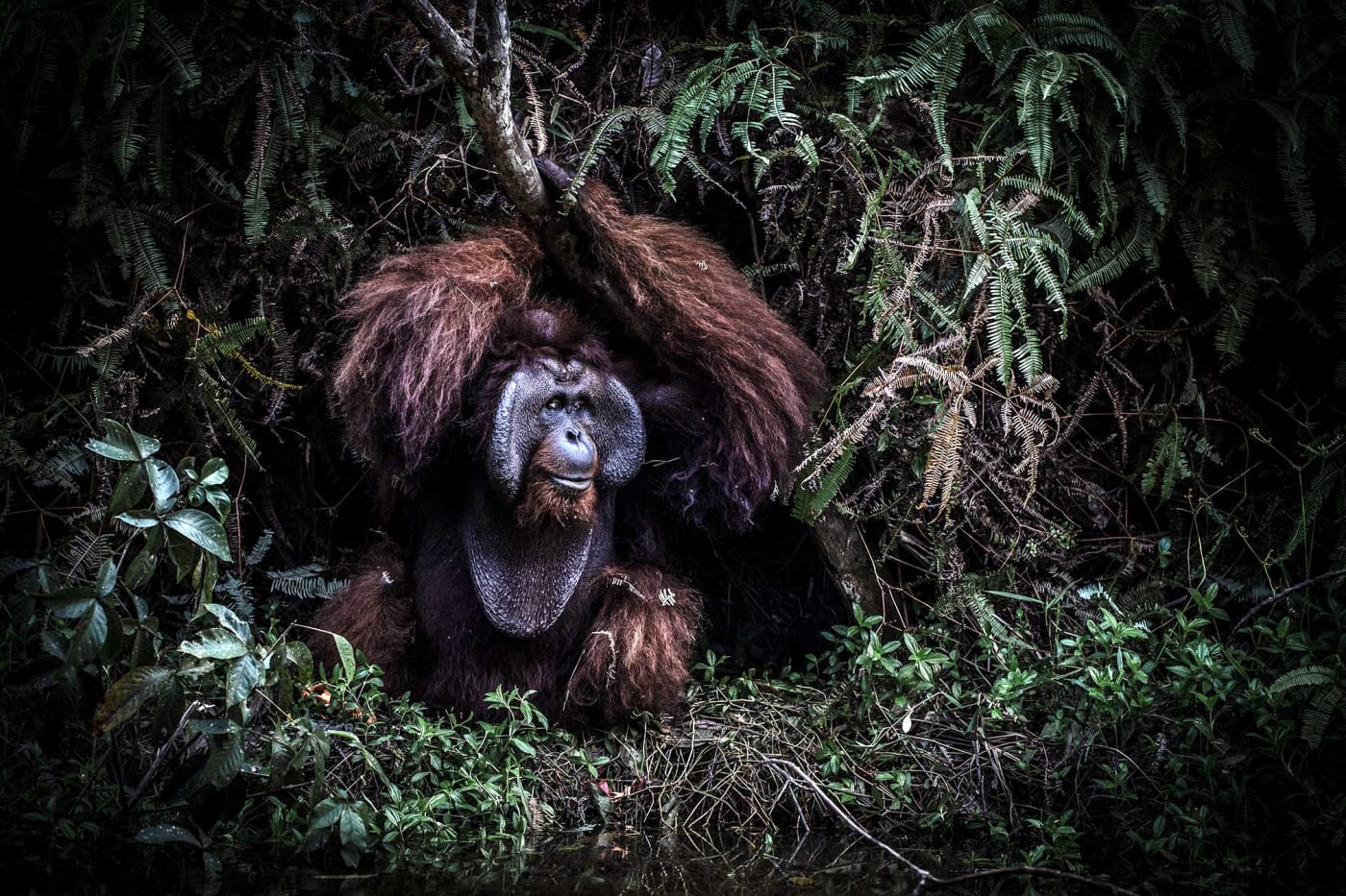 Romeo auf einer bewaldeten Insel, seiner neuen Heimat